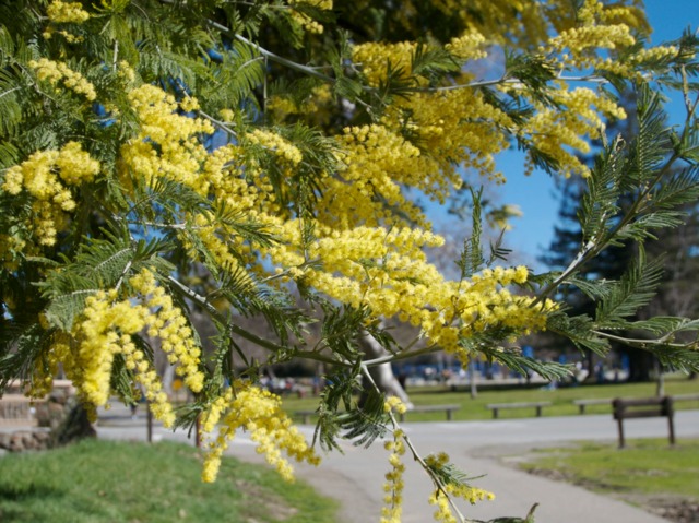 Mimosa (Acacia dealbata)