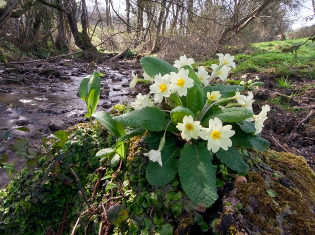 Primevère (Primula vulgaris) - Emorsgate Seeds / flickr.com