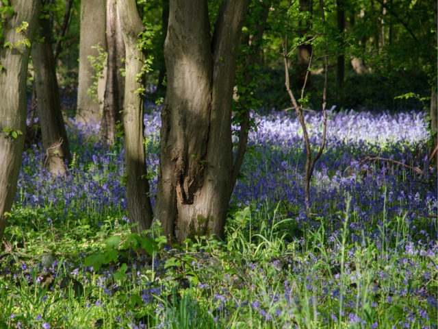 Jacinthe des bois (Hyacinthoides non-scripta)