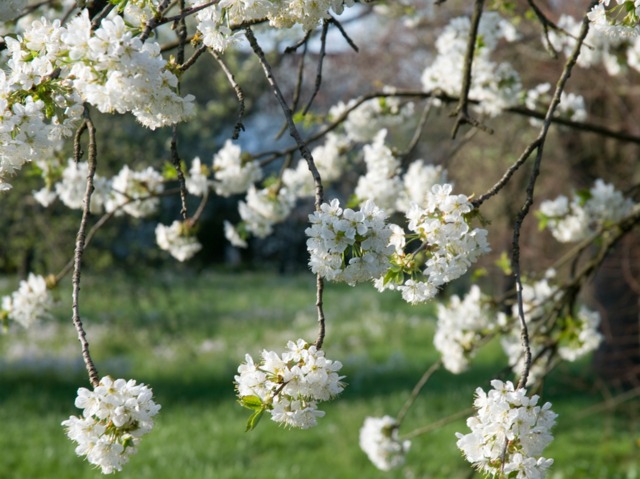 Cerisier Fleurs Branches Tout