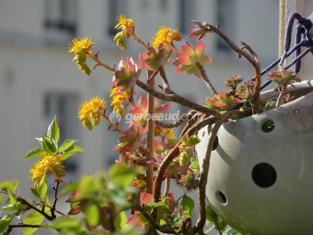 Sédums en fleurs 