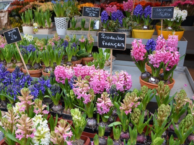 Jacinthes à l'étal d'un fleuriste