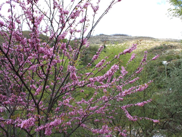 Cercis siliquastrum, arbre de Judée