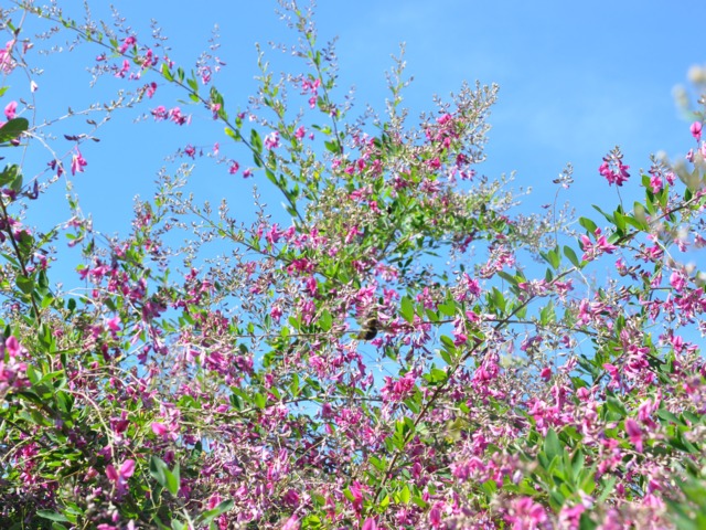 Lespedeza thunbergii 'Gibraltar'
