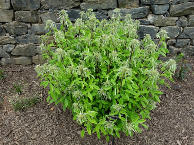 Lespedeza thunbergii 'Gibraltar' au printemps