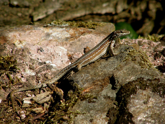 Lézard des murailles