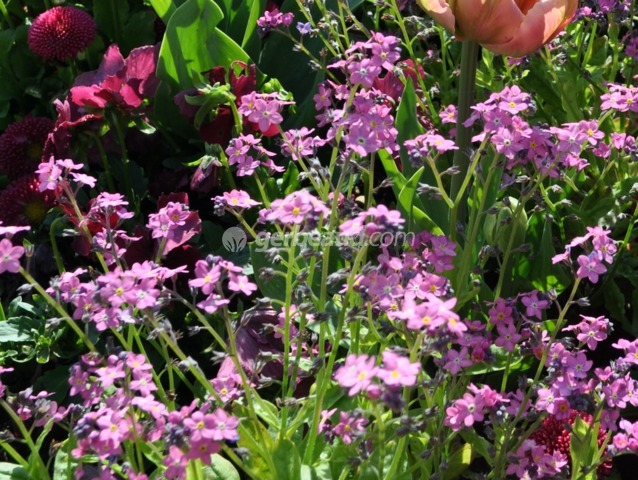 Myosotis rose