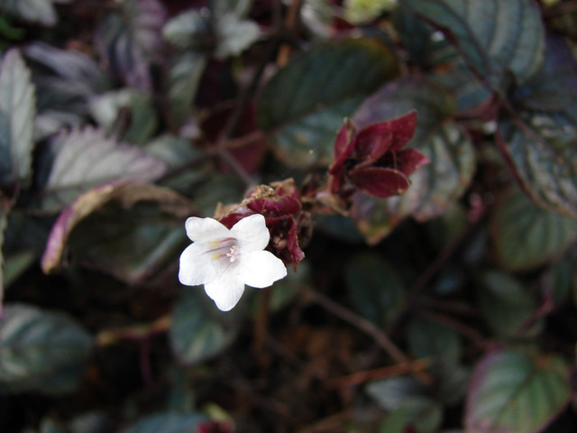 Strobilanthes à feuillage pourpre et fleur blanche
