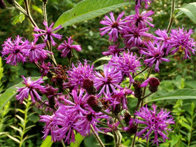 Vernonia 'Gigantea'