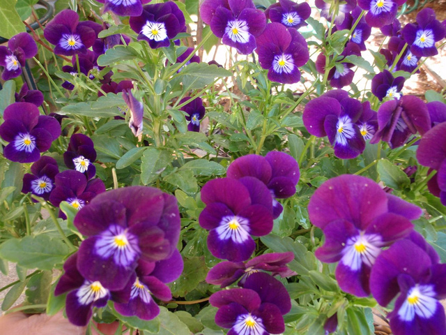 Violas rose violacé