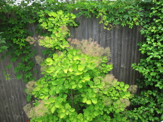 Cotinus coggygria 'Golden Spirit'