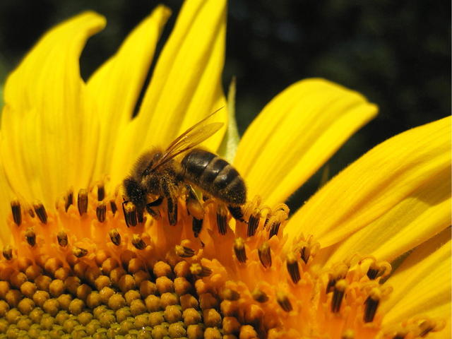 Tournesol Semis Culture Et Utilisation Au Jardin