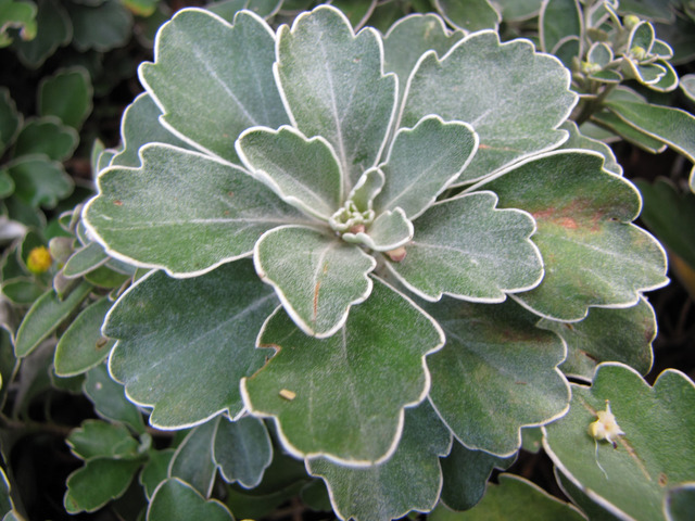 Ajania pacifica : feuillage