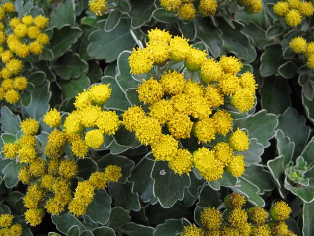 Ajania pacifica : fleurs