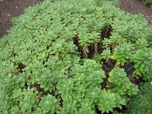 Ajania pacifica