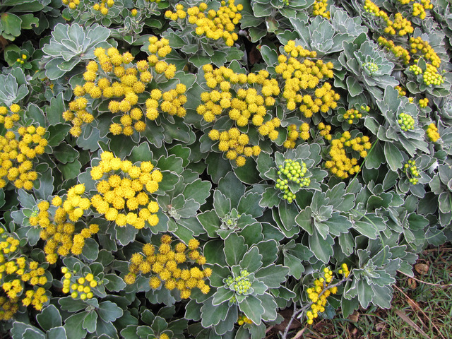Ajania pacifica en fleurs