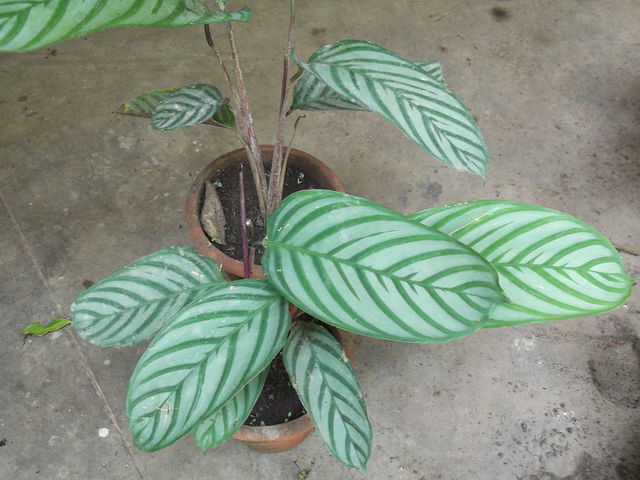 Ctenanthe setosa en pot