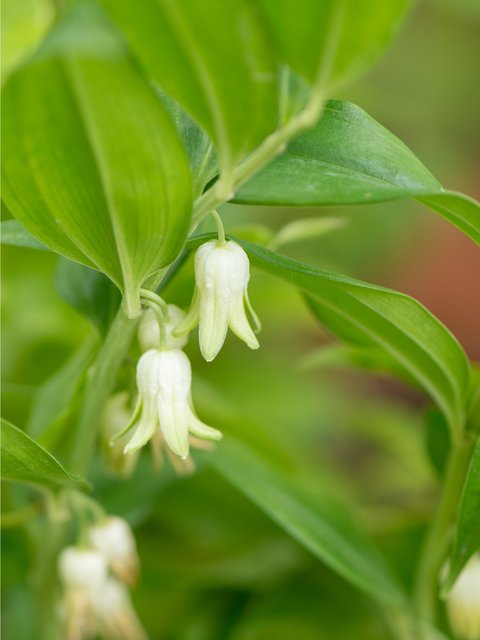 Disporopsis pernyi - fleurs