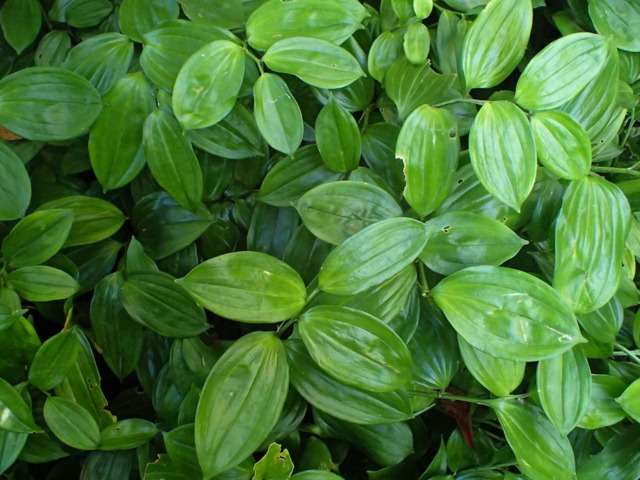 Disporopsis pernyi