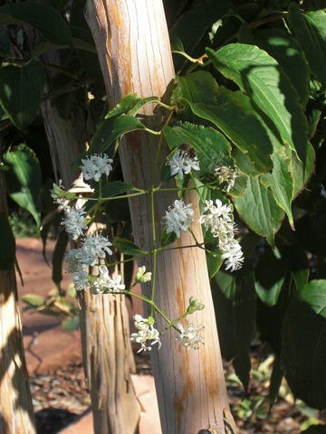 Heptacodium miconioides : écorce