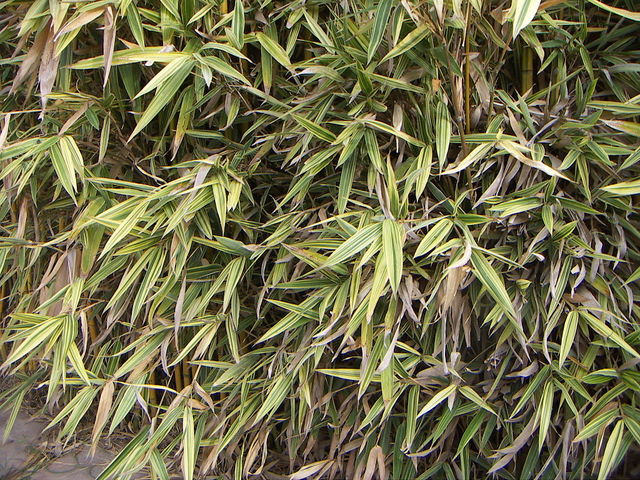Hibanobambusa tranquillans 'Shiroshima'