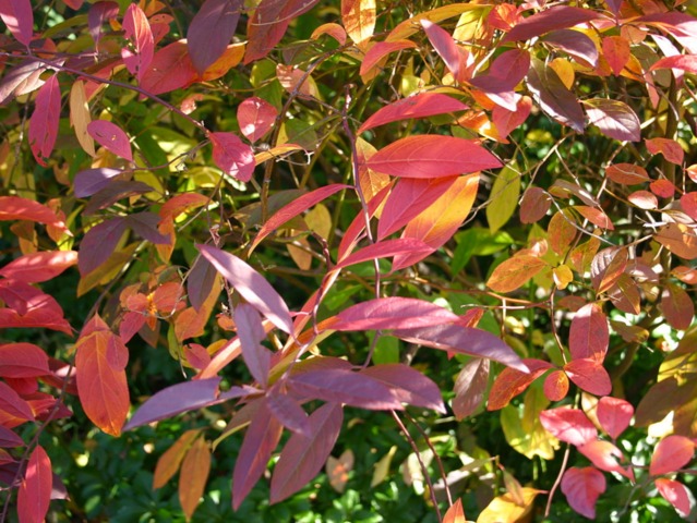 Itea virginica : feuillage d'automne