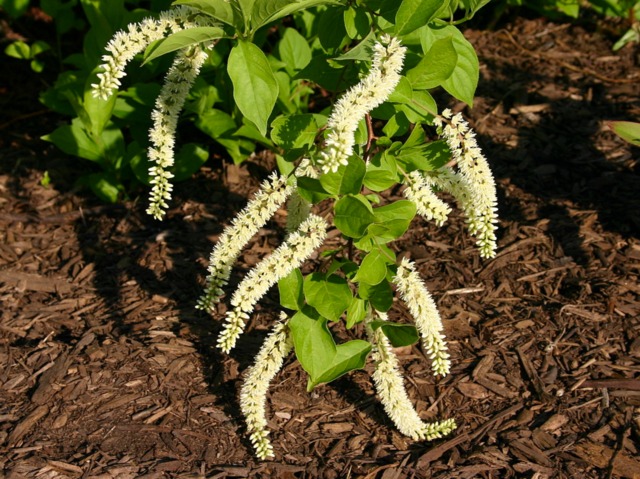 Itea virginica en fleurs 
