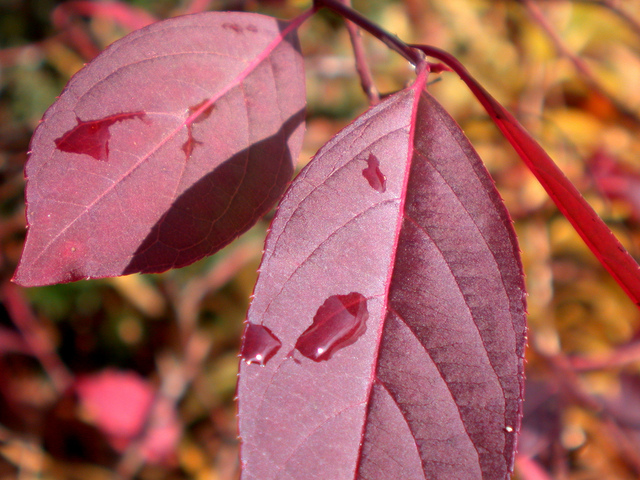 Itea virginica 'Henry's Garnet'