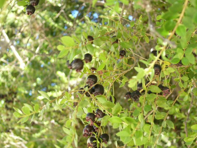 Luma chequen : baies et feuillage