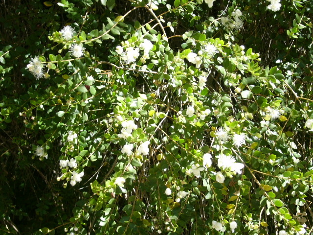 Luma chequen : fleurs