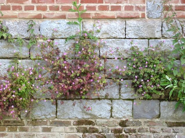 Mur colonisé par une population de plantes