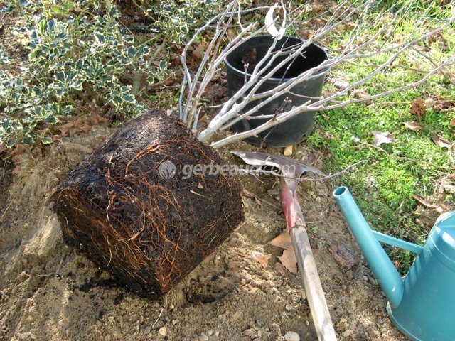 Plantation d'un arbuste en conteneur