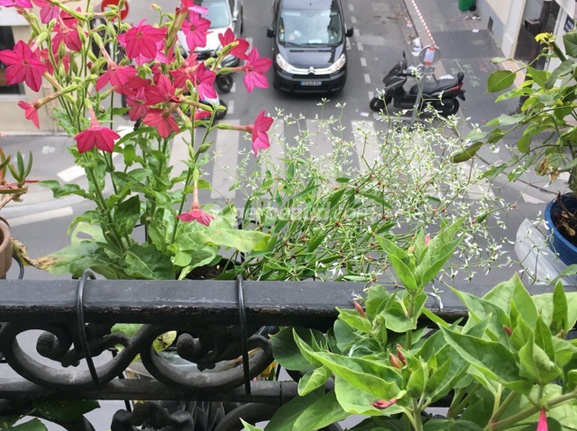 Potée d'Euphorbia hypericifolia et tabac rose