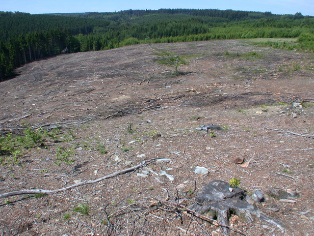 Milieu naturel bouleversé par une coupe à blanc