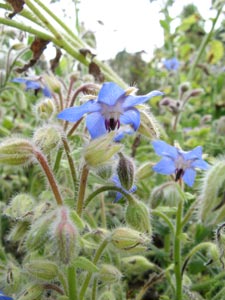 Les plantes aromatiques : nos fiches conseil pratiques