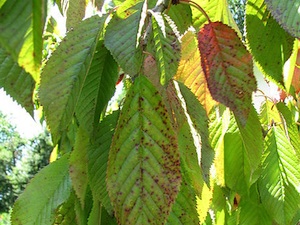 Maladies du feuillages des arbres - Causes et traitements - Arboplus