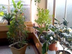 Hiverner les plantes aquatiques : quelles plantes rentrer