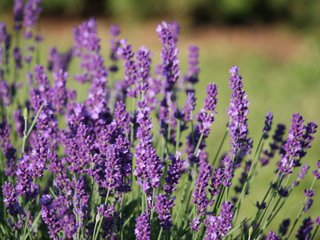 Lavande (Lavandula angustifolia)
