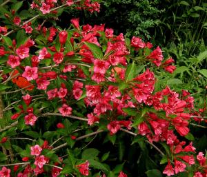 Fond Décran Japon Fleurs Roses Rouge Les Plantes