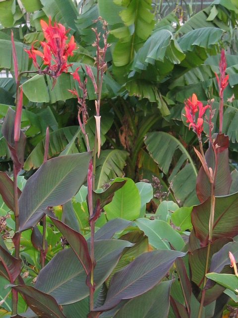 Bananier (Musa basjoo) et canna (C. indica)