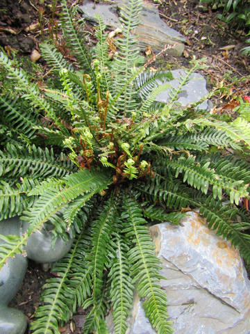 Blechnum spicant