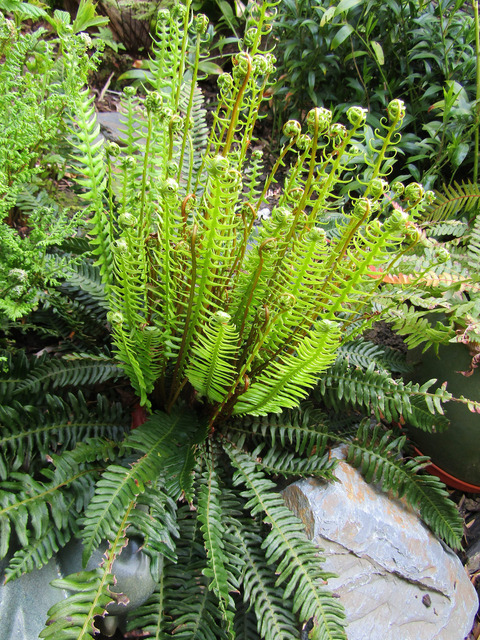 Blechnum spicant au printemps