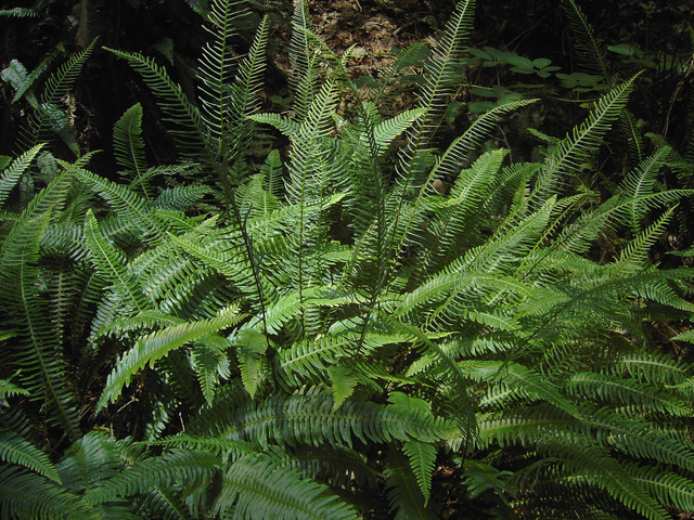 Blechnum spicant : frondes fertiles et frondes stériles