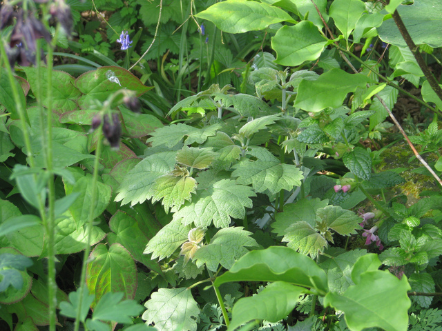 Boehmeria platanifolia