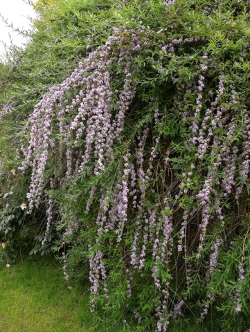 Buddleja alternifolia