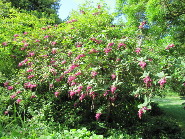 Buddleja colvilei 'Kewensis'