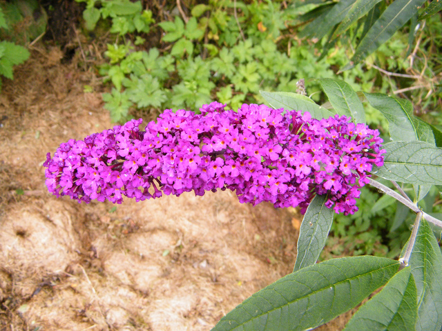Buddleja davidii 'Royal Red'