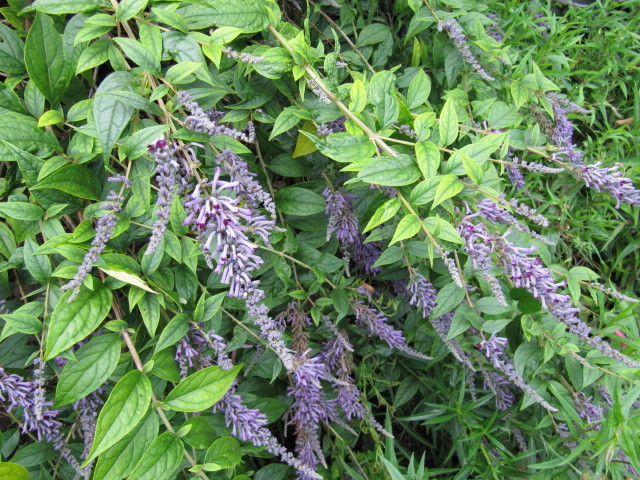 Buddleja lindleyana