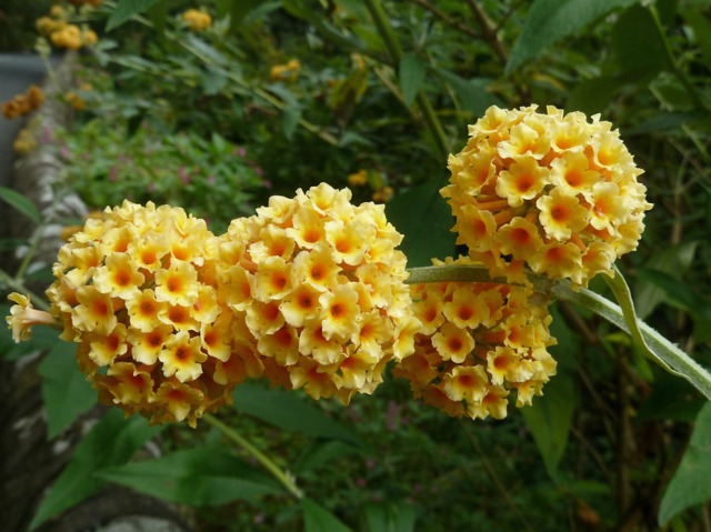 Buddleja x weyeriana
