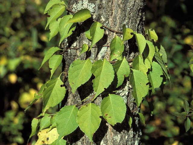 Celastrus orbiculatus